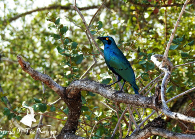 Beautiful Greater Blue-eared Starling Kruger Park