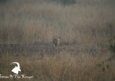 Black backed Jackal In The Mist On The S28