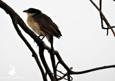 Burchell's Coucal In The Early Morning Cold Kruger Park