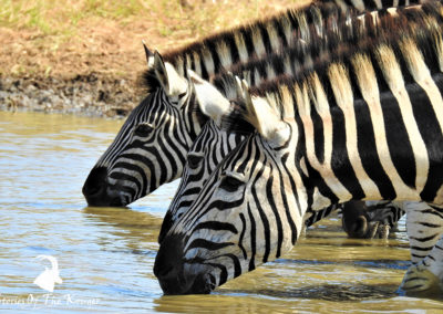 Burchell's Zebra Drinking On The S130 Kruger Park