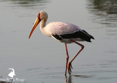 Colourful Yellow-billed Stork In Early Light At Sunset Dam Kruger Park