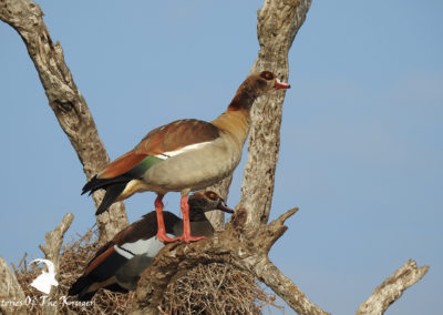 Egyptian Geese In Tree At Sunset Dam Kruger Park