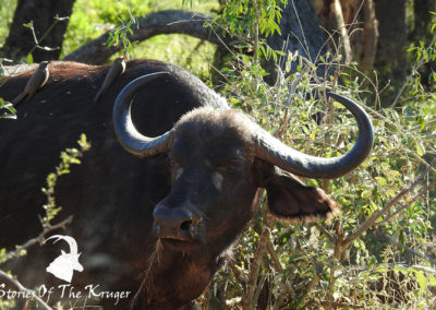 Female Buffalo On The H4-1 Kruger Park