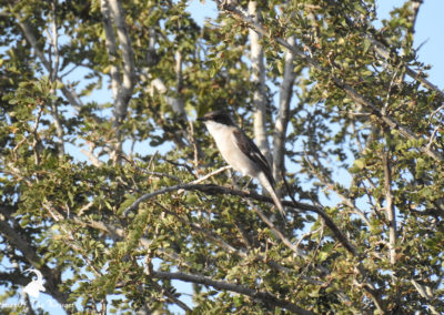 Fiscal Flycatcher In The Kruger National Park