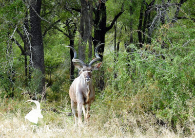 Greater Kudu On The H3 Kruger Park