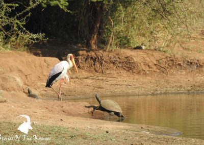 Helmeted Terrapin And Yellow-billed Stork Sunset Dam Kruger Park