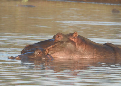 Hippos At Sunset Dam Kruger Park