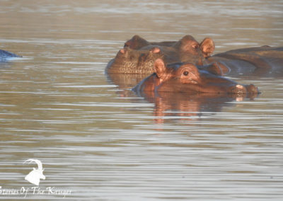 Hippos Under The Water At Sunset Dam Kruger Park