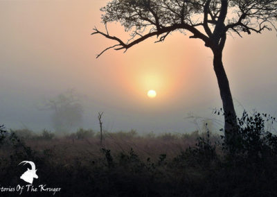 Morning Mist Sunrise At Crocodile Bridge Kruger Park