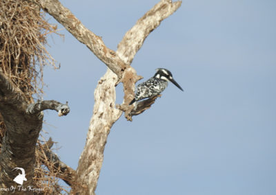 Pied Kingfisher Perched At Sunset Dam Kruger Park