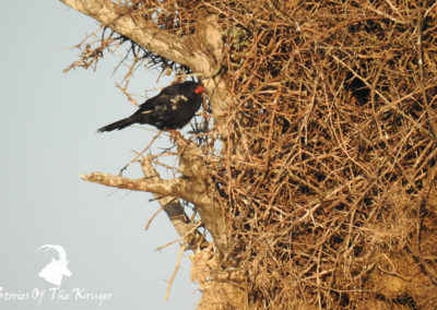 Red-billed Buffalo Weaver Close To Nest At Sunset Dam Kruger Park
