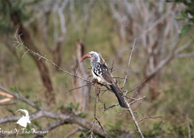 Red-billed Hornbill Perched For A Photo Near Crocodile Bridge Kruger Park