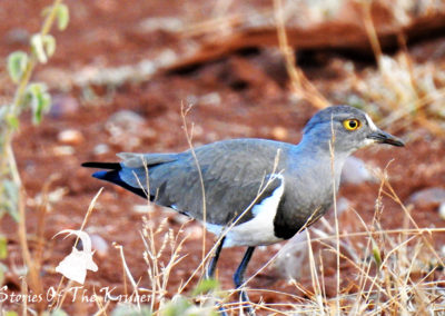 Senegal Lapwing On The S25 Kruger Park
