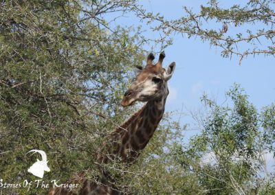 Southern Giraffe Peering Around Acacia Tree Kruger Park