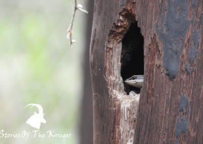 Striped Skink Lake Panic Bird Hide Kruger Park