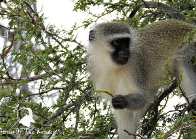 Vervet Monkey Foraging On The H4-1 Kruger Park