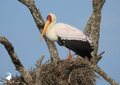 Yellow-billed Stork Perched In Tree At Sunset Dam Kruger Park