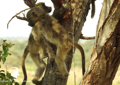 Young Chacma Baboons Playing Close To Lower Sabie Kruger Park