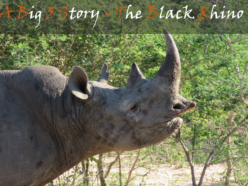 A Big 5 Story – The Black Rhino