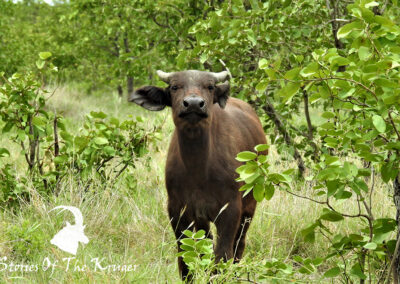 African Buffalo Calf From A Large Breeding Herd Olifants Region