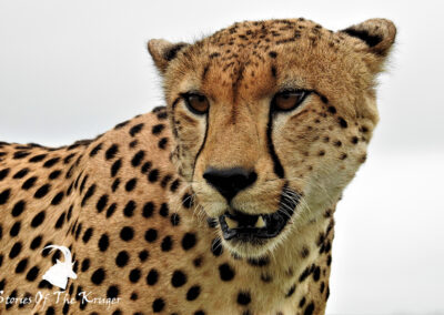 African Cheetah Close Up Near Punda Maria Elandskuil