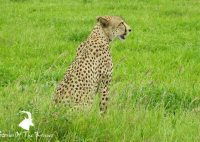 African Cheetah King Of The Kruger Park Grassland