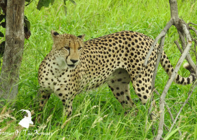 African Cheetah Male Scent Marking Punda Maria