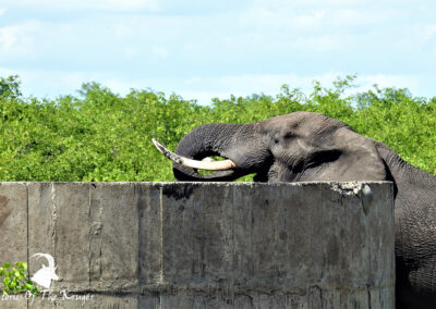 African Elephant Drinking Out Of A Reservoir Near Mopani Kruger National Park