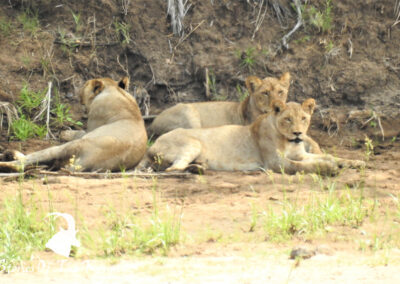 African Lion Pride In A Dry Riverbed Shingwedzi
