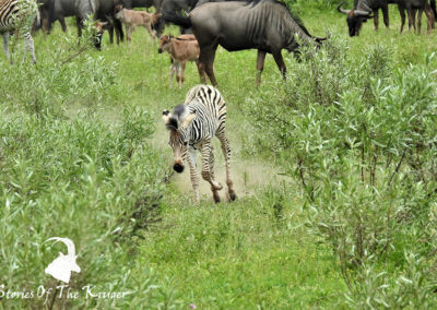 Baby Burchells Zebra Running And Playing Near Mopani