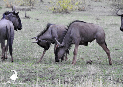 Blue Wildebeest Herd Kruger National Park Shingwedzi