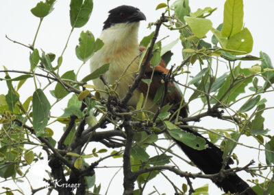 Burchells Coucal Calling From A Tree On The H1-7 Punda Maria Kruger