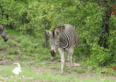 Burchells Zebra Female Looking On Kruger Park