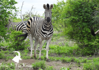 Burchells Zebra Looking Straight At The Camera Red Rocks Loop Kruger National Park