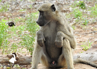 Chacma Baboon On The S50 Kruger National Park