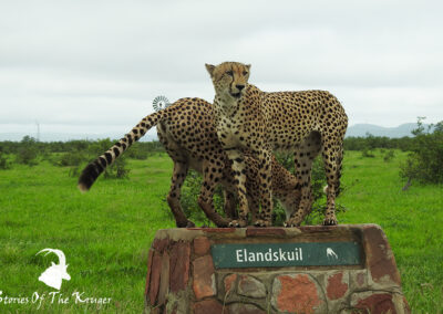 Cheetah Brothers At Elandskuil Waterhole Punda Maria Kruger
