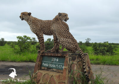Cheetah Brothers On The Punda Maria Sign Northern Kruger Park