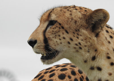 Cheetah Male Close Up Punda Maria Pafuri Kruger Park