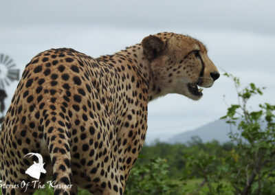 Cheetah Male Marking His Territory Kruger Park