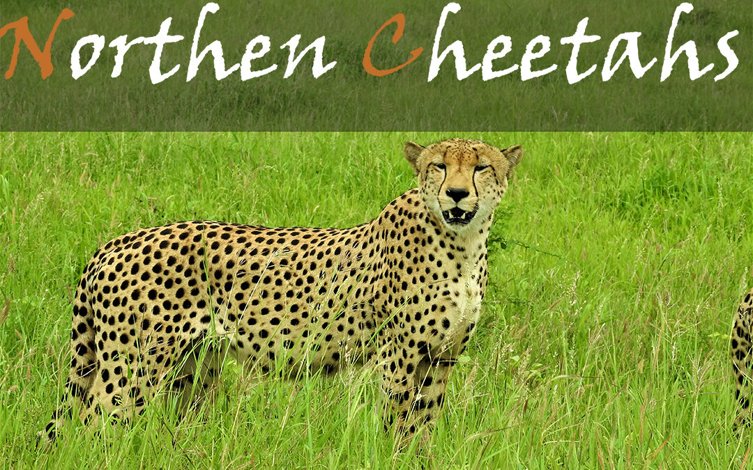 Cheetahs Of The Northern Kruger