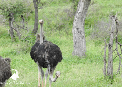 Common Ostrich Males Walking And Feeding Kruger Park