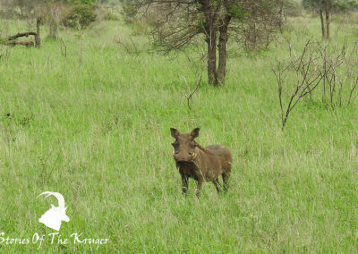 Common Warthog In The Open Grasslands Of Mopani