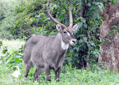 Common Waterbuck Male In Stunning Condition Kruger National Park