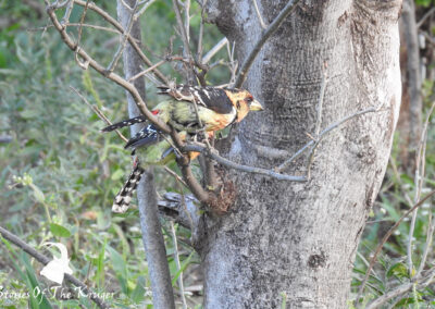 Crested Barbet Pair Kruger National Park Bird Species