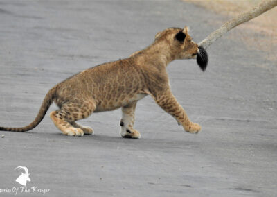 Cute Lion Cub Grabbing Moms Tail