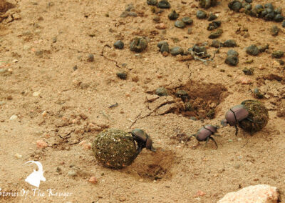 Dung Beetles In Action Kruger National Park Insects