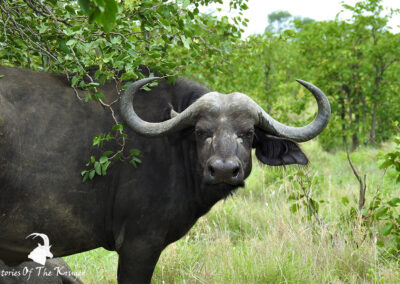 Female African Cape Buffalo With Big Horns Kruger Park