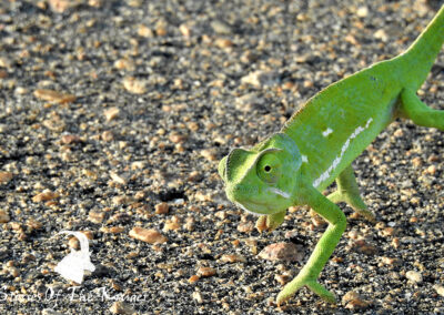 Flap Necked Chameleon Crossing The Road Near Mopani Kruger Park