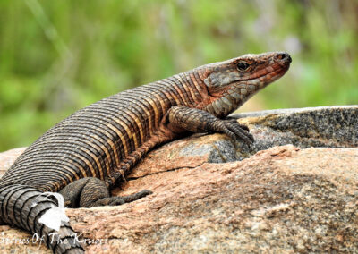Giant Plated Lizard Sunning Itself On The Red Rocks Loop Kruger Park