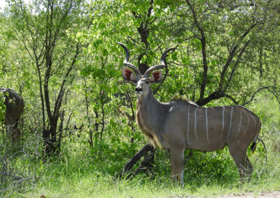 Greater Kudu Male In Stunning Condition Kruger National Park